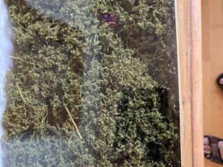 HEKI 1671 15 Naturlige fibertræer og buske Medium grøn NYT H0 TT N Z