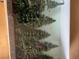 HEKI 21801 6 Store og Flotte Fyrtræer 14- 18 cm  .  H0 TT NYT